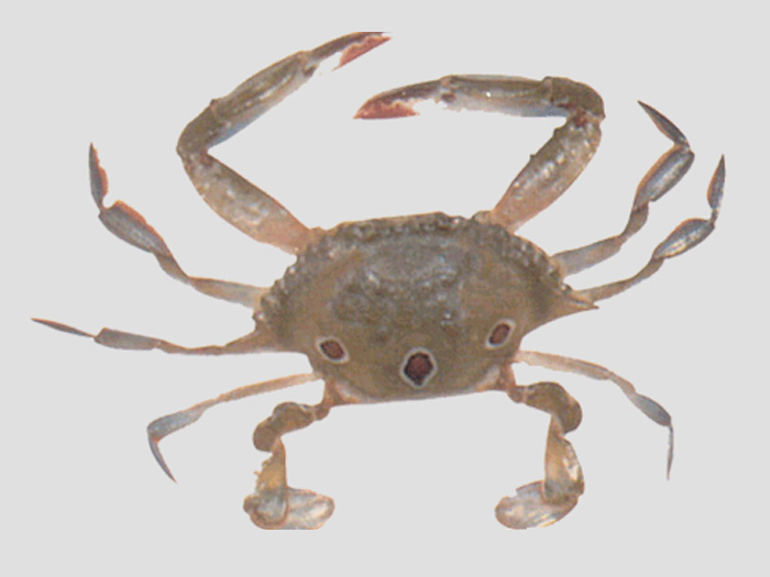 Portunus (three crab)