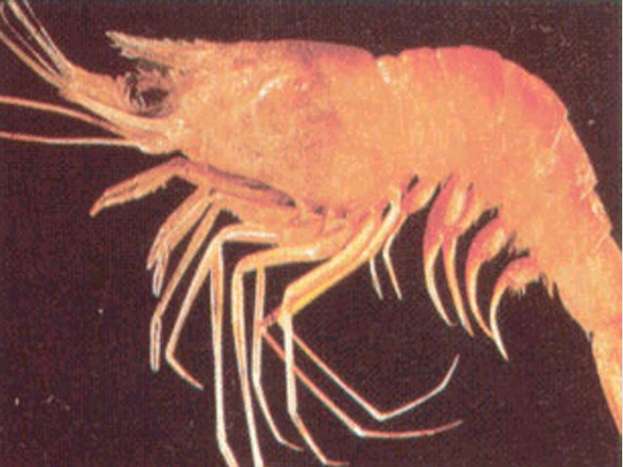 Penghu curvirostris (thick shell shrimp)