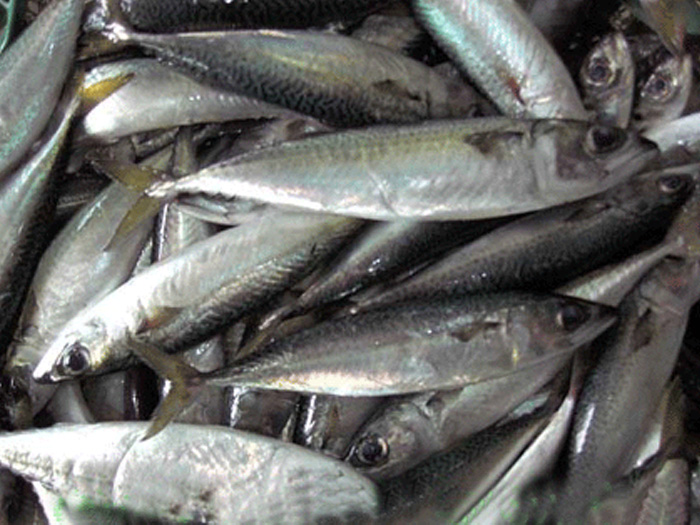 Chub mackerel (flower anchovy)