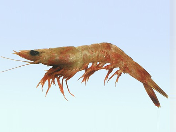 Be red shrimp (shrimp flower)