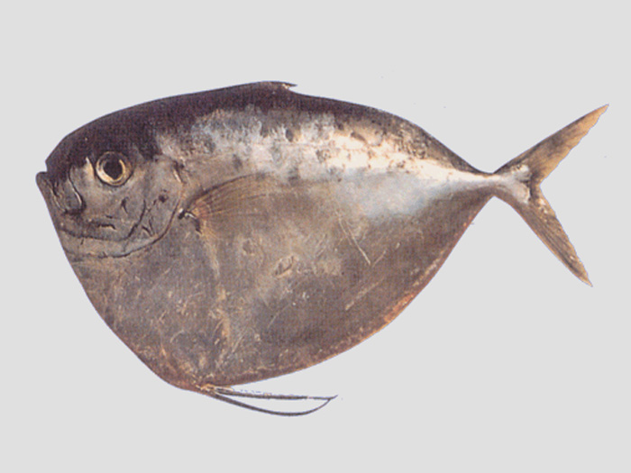 Orbital fish (Pi Daoyu)
